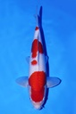 尾形产 二才 42cm 雄性 346066