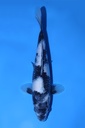 尾形产 当才 32cm 雄性 346071