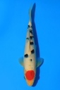 大石产 当才 24cm 公母不详 346076