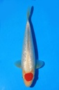 尾形产 当才 23cm 公母不详 346077