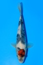 尾形产 当才 23cm 公母不详 346078