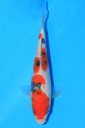 阪井产 当才 17cm 公母不详 346081