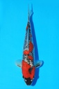 菅野产 当才 27cm 公母不详 346086