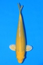 尾形产 当才 26cm 公母不详 346095
