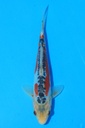 田中产 当才 21cm 公母不详 346099