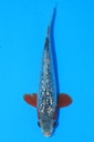 大家产 当才 18cm 公母不详 346100