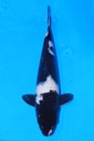 349097 37cm 尾形产 白泻 雄性