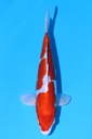 349092 25cm 菅野产 菊水 公母不明