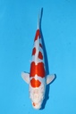 349090 31cm 尾形产 菊水 雌性