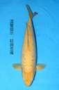 349071 61cm 丸堂产 介子 雌性