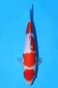 349070 25cm 阪井产 红白 公母不明