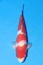 349076 39cm 阪井产 红白 雄性