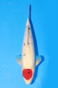 349068 42cm 阪井产 丹顶三色 雄性