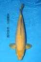 349086 60cm 丸堂产 介子 雌性