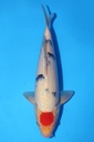 349067 35cm 桃太郎产 丹顶三色 雄性