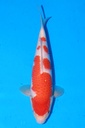 349065 38cm 桃太郎产 红白 雄性