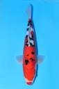 349063 38cm 尾形产 德国大正 雌性