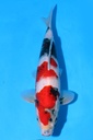 349062 38cm 尾形产 昭和 雄性