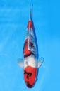 349059 40cm 伊佐产 昭和 雄性