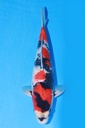349048 40cm 伊佐产 昭和 雄性