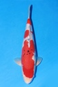 349056 45cm 阪井产 大正 雄性