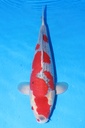 349055 52cm 川上产 五色 雌性