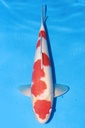 349046 54cm 桃太郎产 红白 雌性