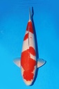 349045 58cm 桃太郎产 红白 雄性
