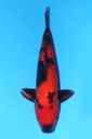 349053 61cm 大日产 绯泻 雌性
