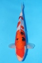 349072 36cm 桃太郎产 银鳞大正 雄性