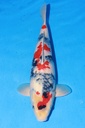 349020 50cm 大日产 昭和 雄性