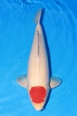 349038 57cm 大日产 丹顶 雄性 芯片12462