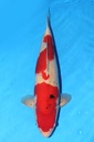 349033 62cm 阪井产 大正 雌性