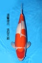 349031 63cm 阪井产 红白 雌性