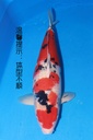 349030 66cm 桃太郎产 大正 雌性