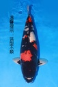 349041 70cm 阪井产 昭和 雌性