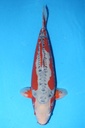 349027 71cm 尾形产 秋翠 雌性