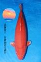 349025 74cm 尾形产 火鲤 雌性