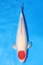 349023 53cm 丸重产 丹顶  雌性