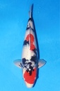 349018 53cm 尾形产 昭和 雌性