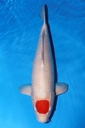 349016 59cm 丸重产 丹顶 雌性
