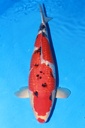 349014 61cm 丸堂产 银鳞大正 雌性