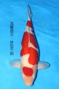 349013 66cm 大日产 银鳞红白 雌性