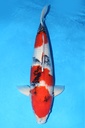 349010 74cm 阪井产 昭和 雌性