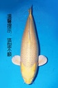 349024 81cm 桃太郎产 银鳞黄金 雌性 芯片3043