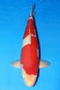349008 70cm 丸堂产 红白 雌性
