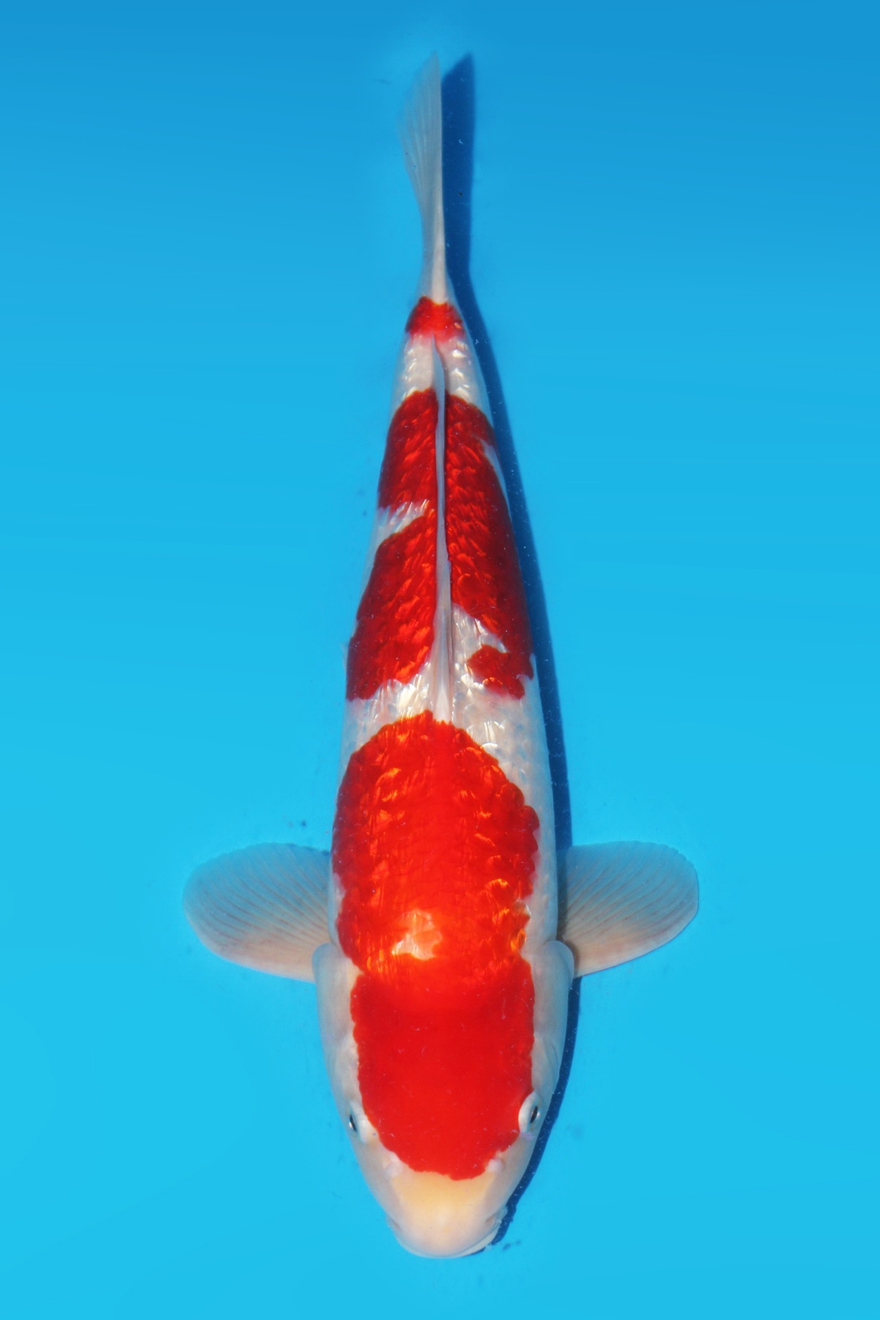 338063