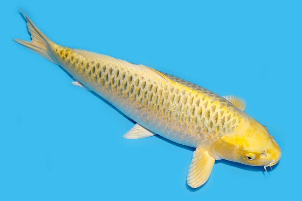 341011 61cm大日黄金松叶