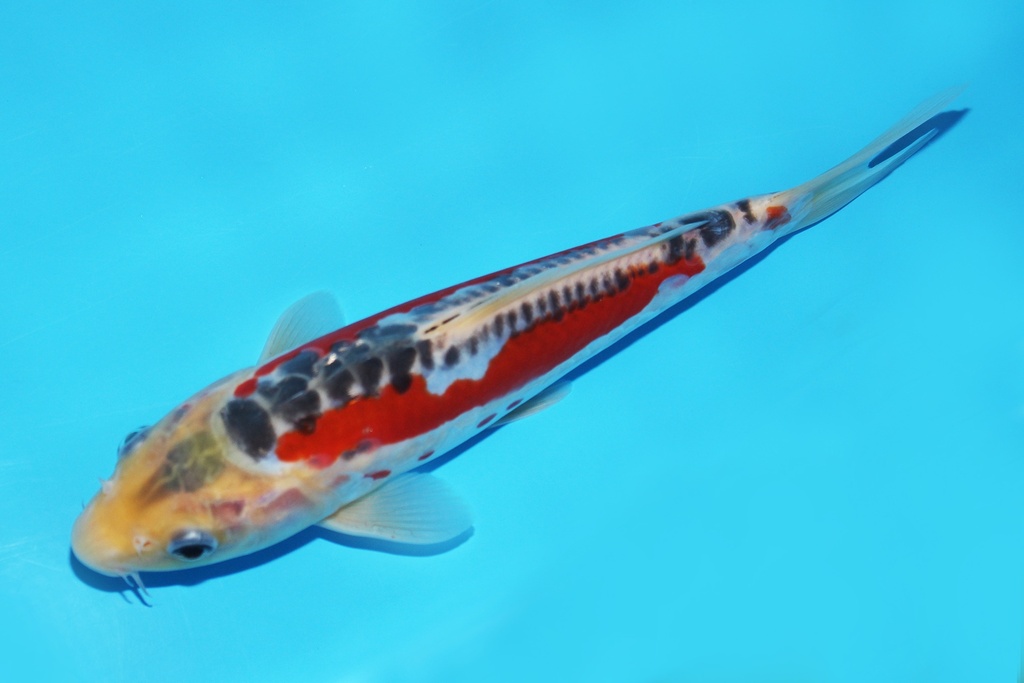 341062 21cm田中秋翠当才