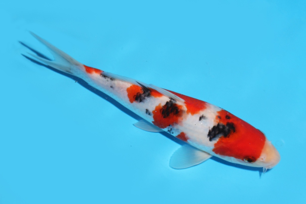 341064 21cm阪井大正